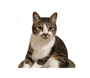 842387388