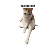 842387681