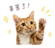 842389826