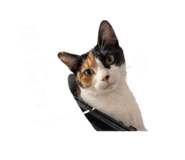 842394912