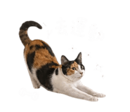842394913