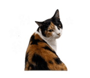842394919