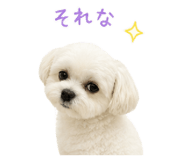 842399007