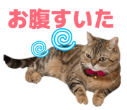 842402794