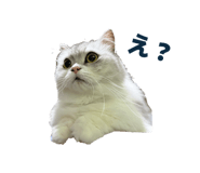 842403092