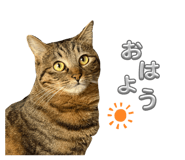 842403096