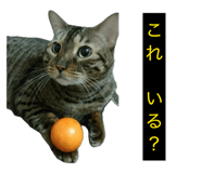 842403733