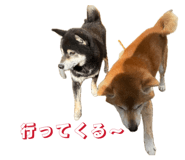 842404413