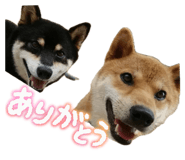 842404414