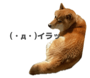 842404417