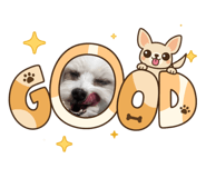 842404433