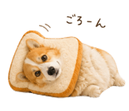 842406620
