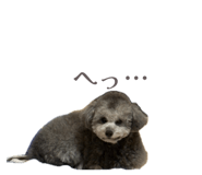 842407033