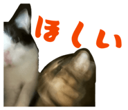 842411438