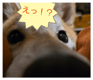 842431820