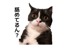 842483081