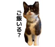 842483087