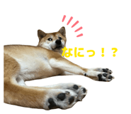 842488518
