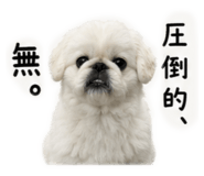 842503370