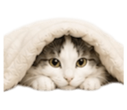 842506162