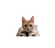 842508137
