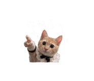 842508138