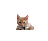 842508139