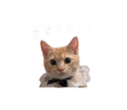 842508144