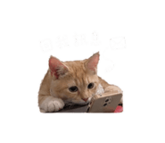 842508146