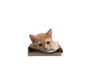 842508147