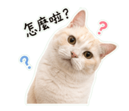 842509562