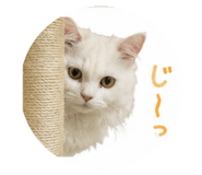 842527946