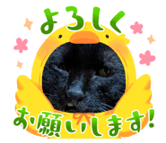 842536732