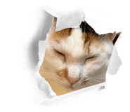 842550298