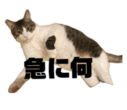842550547