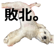 842557616