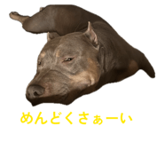 842558437