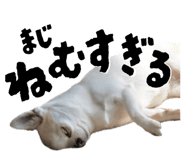 842558532