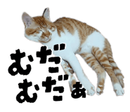 842558563