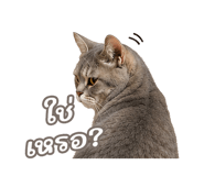 842568873