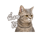 842568886