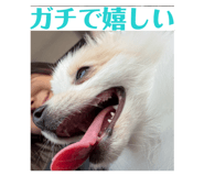 842569166