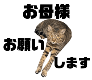 842578378