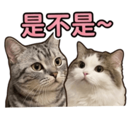 842581061