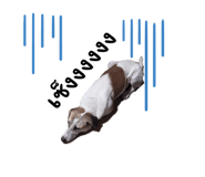 842585715