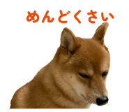 842587244
