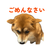 842587247