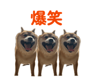 842587252