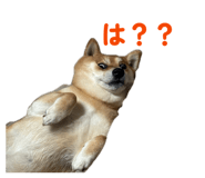 842587255