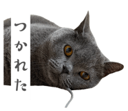 842589116